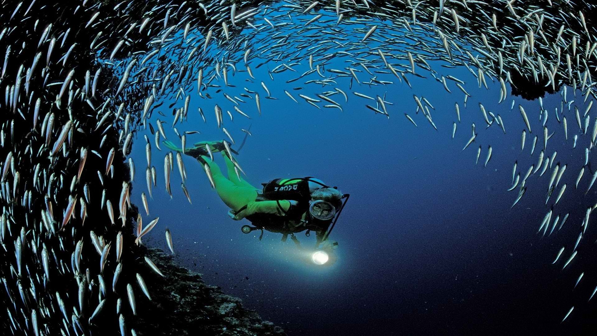 Fish life. Подводный мир. Аквалангист с рыбой. Подводный мир стаи рыб. Косяк рыб.